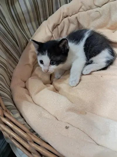 한국 고양이 - 고양이