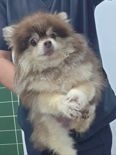 포메라니안 - 강아지