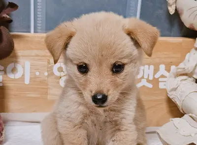 믹스견 - 강아지
