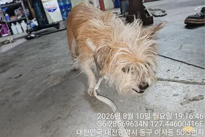 믹스견 - 강아지