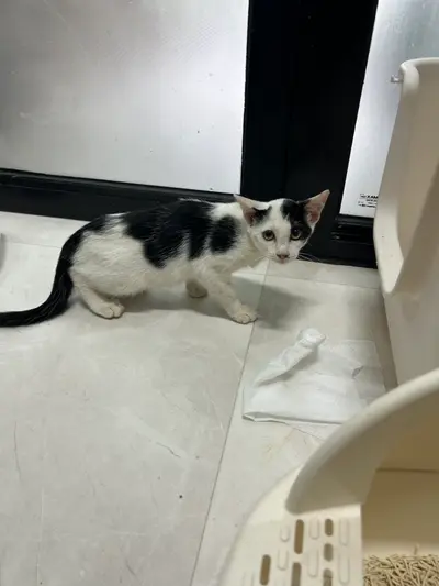 한국 고양이 - 고양이