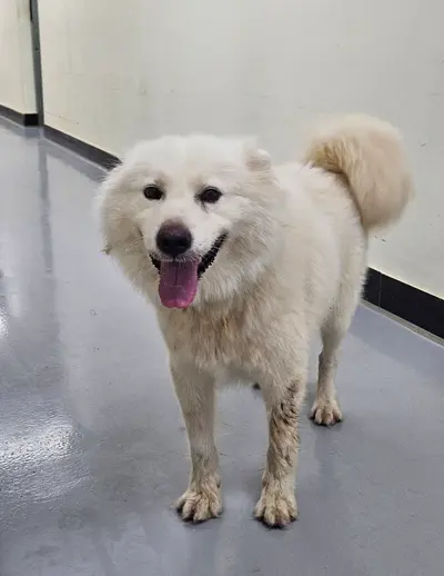 믹스견 - 강아지
