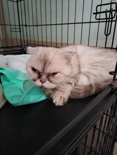 스코티시폴드 - 고양이