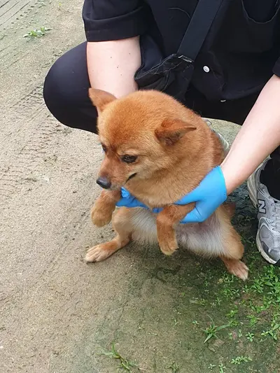믹스견 - 강아지