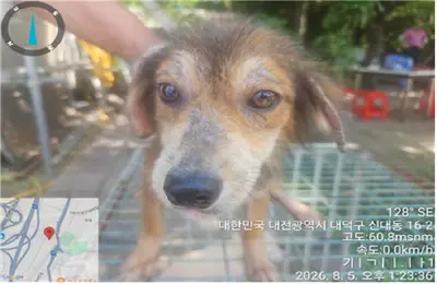 믹스견 - 강아지