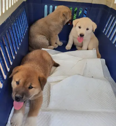 진도견 - 강아지