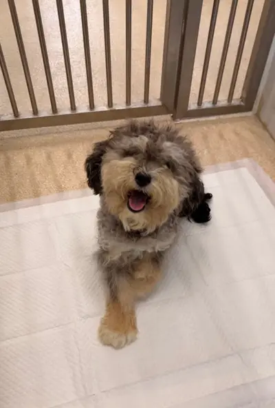 푸들 - 강아지
