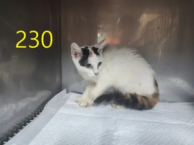 한국 고양이 - 고양이