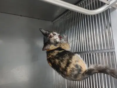 믹스묘 - 고양이