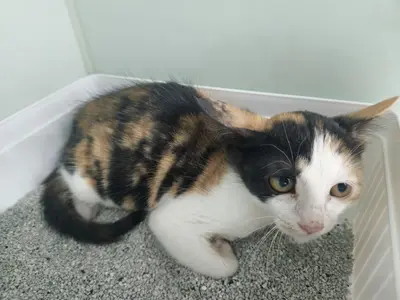 한국 고양이 - 고양이