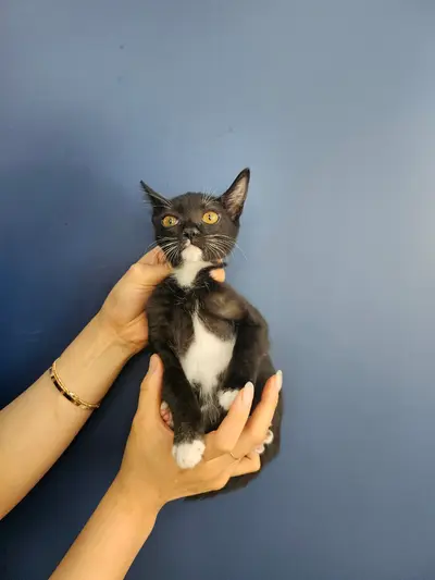 한국 고양이 - 고양이