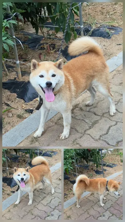 시바 - 강아지