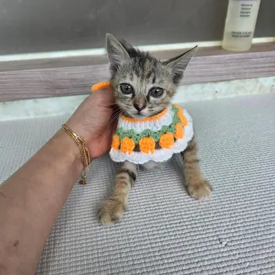 한국 고양이 - 고양이