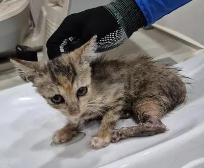 한국 고양이 - 고양이