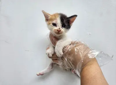 한국 고양이 - 고양이