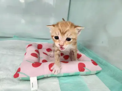 한국 고양이 - 고양이