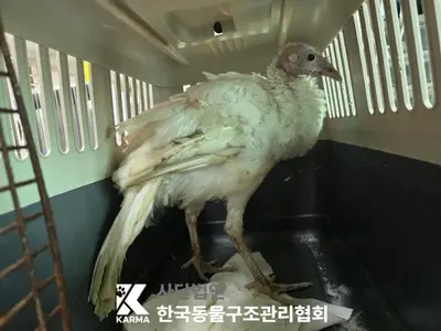 칠면조 - 기타