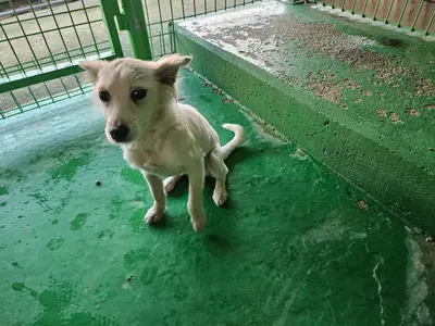 믹스견 - 강아지