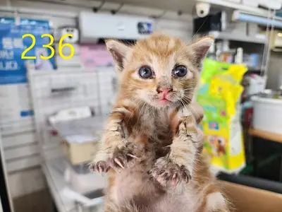 한국 고양이 - 고양이
