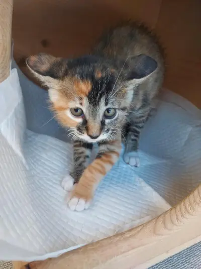 믹스묘 - 고양이