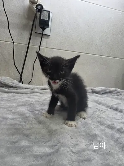 한국 고양이 - 고양이