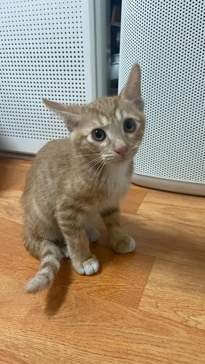 한국 고양이 - 고양이
