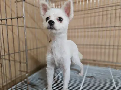 포메라니안 - 강아지