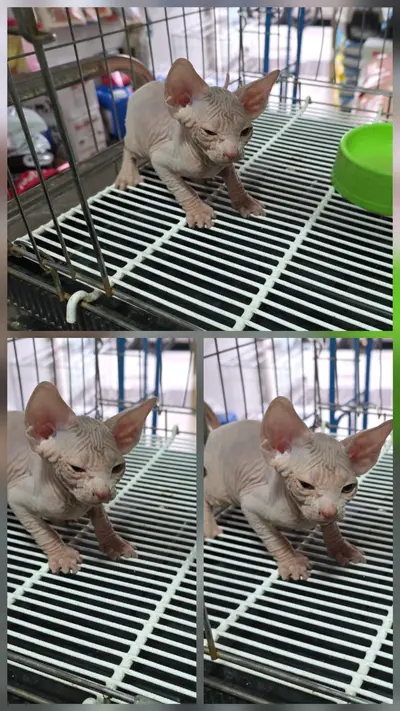 스핑크스 - 고양이
