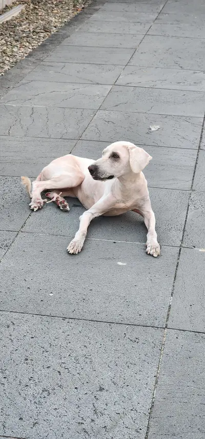 믹스견 - 강아지