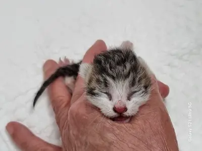한국 고양이 - 고양이