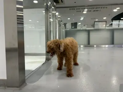 푸들 - 강아지