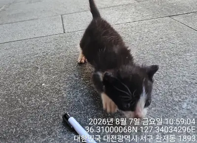 한국 고양이 - 고양이