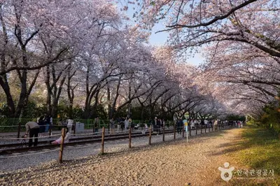 경화역 벚꽃길