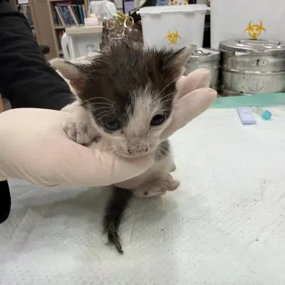 한국 고양이 - 고양이