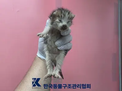 한국 고양이 - 고양이
