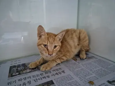 한국 고양이 - 고양이