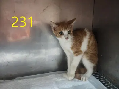 한국 고양이 - 고양이
