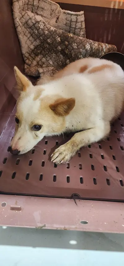 믹스견 - 강아지