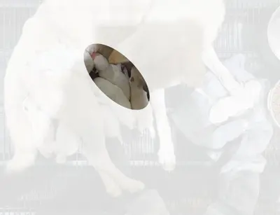 진도견 - 강아지