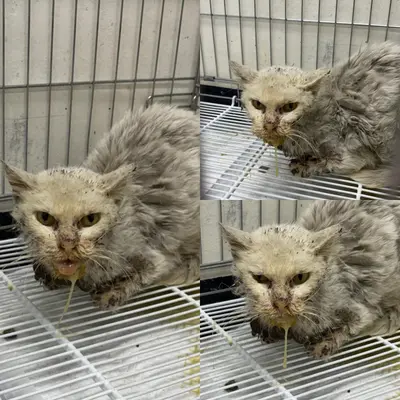 한국 고양이 - 고양이