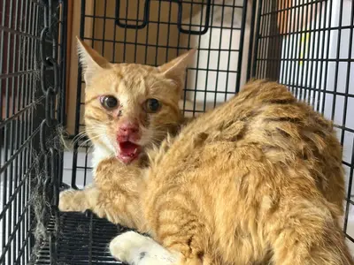 한국 고양이 - 고양이