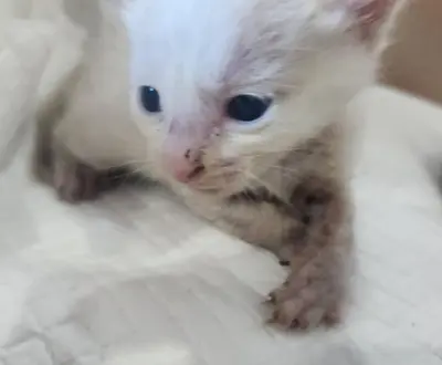 한국 고양이 - 고양이