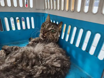 한국 고양이 - 고양이