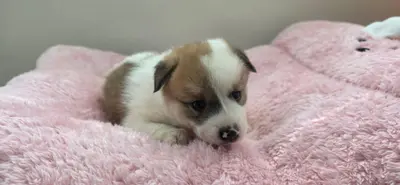 믹스견 - 강아지