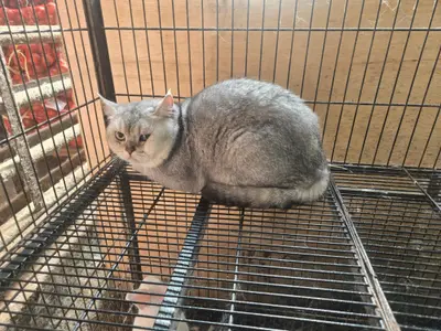 브리티시 쇼트헤어 - 고양이