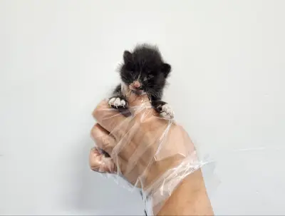 한국 고양이 - 고양이