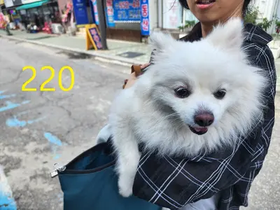 스피츠 - 강아지
