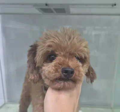 푸들 - 강아지