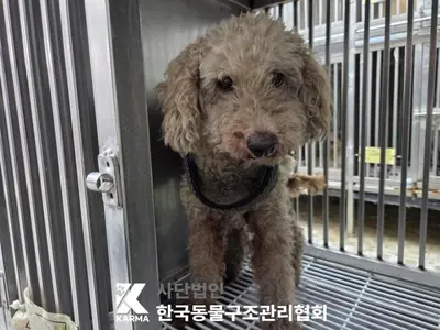 푸들 - 강아지