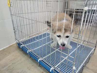 믹스견 - 강아지